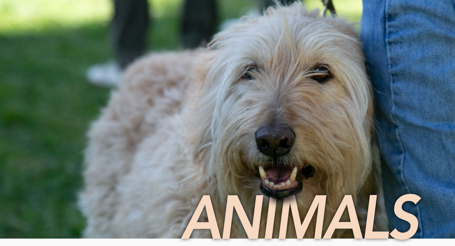 Santa Barbara shopping